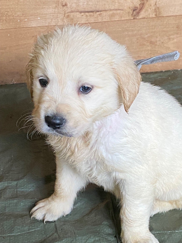 Du Roy De La Blanche - Chiot disponible  - Golden Retriever