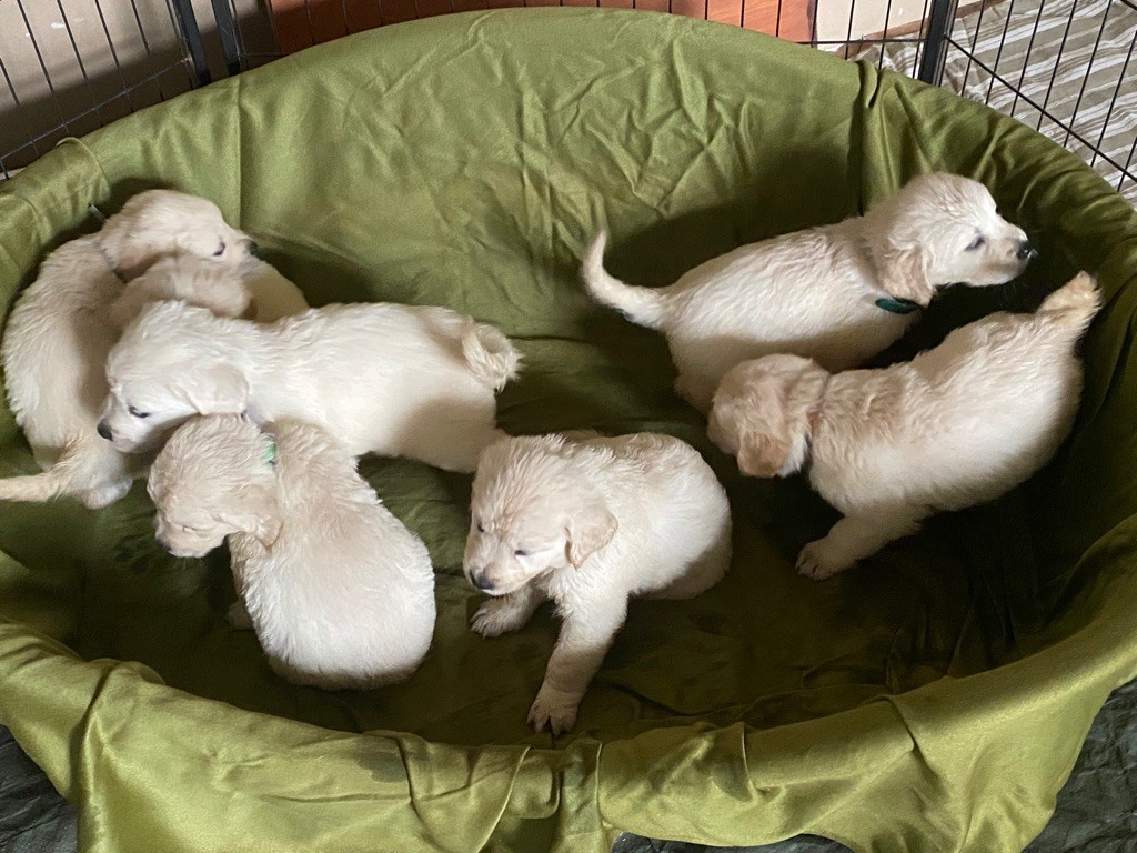 chiot Golden Retriever Du Roy De La Blanche