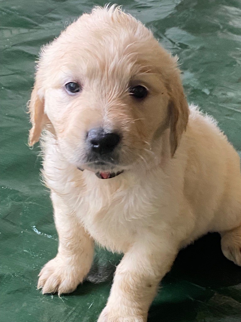 Du Roy De La Blanche - Chiot disponible  - Golden Retriever