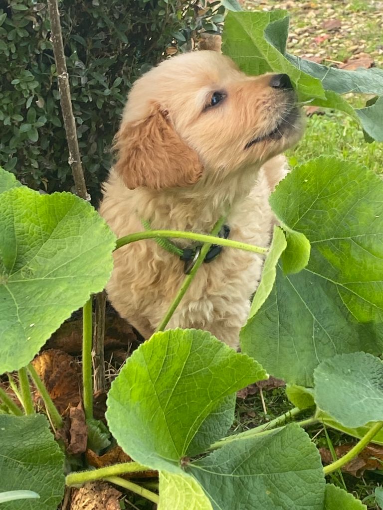 AV chiots femelles golden retriever LOF