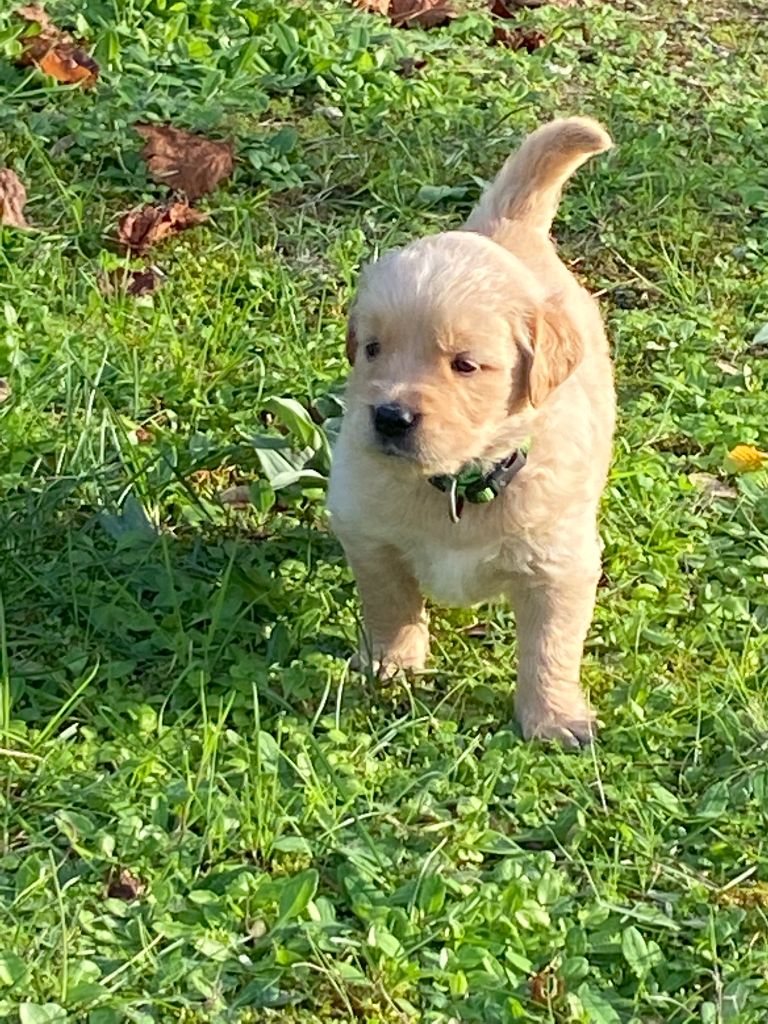 Du Roy De La Blanche - Golden Retriever - Portée née le 09/09/2025